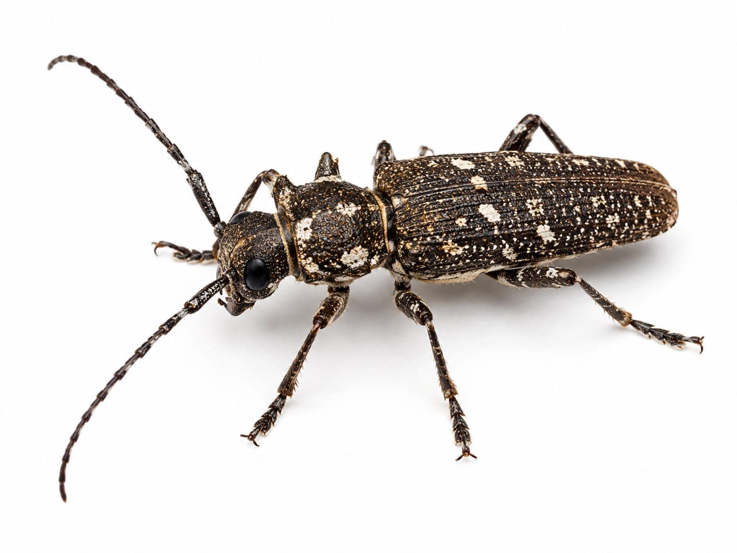 Wood Borer Control in Chennai
